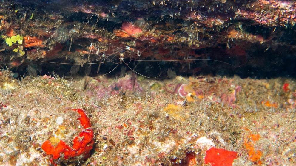 a banded coral shrimp waits in a narrow space for customers to clean