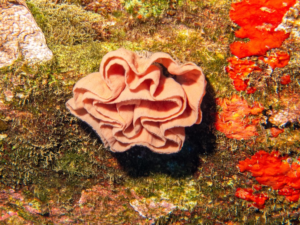 millions of nudibranch eggs laid in a rose-like ribbon structure affixed to the bottom of a ledge
