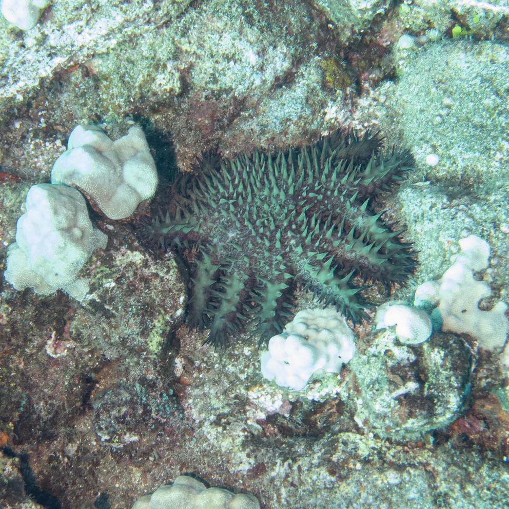 a crown-of-thorns starfish hangs out between corals