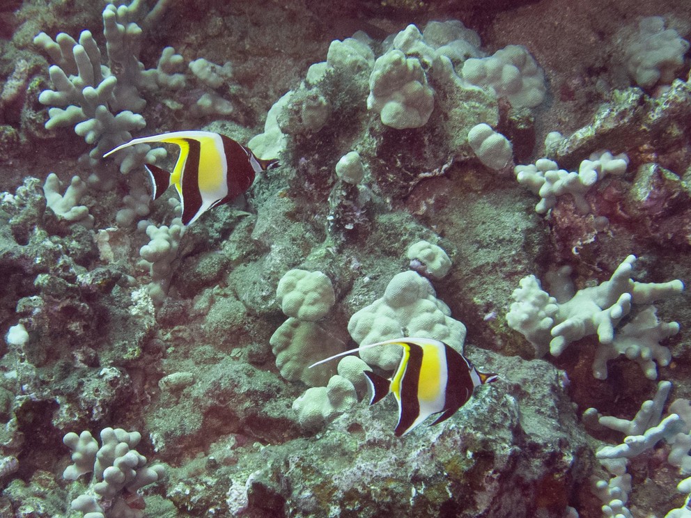 two Moorish Idols patrol a coral reef