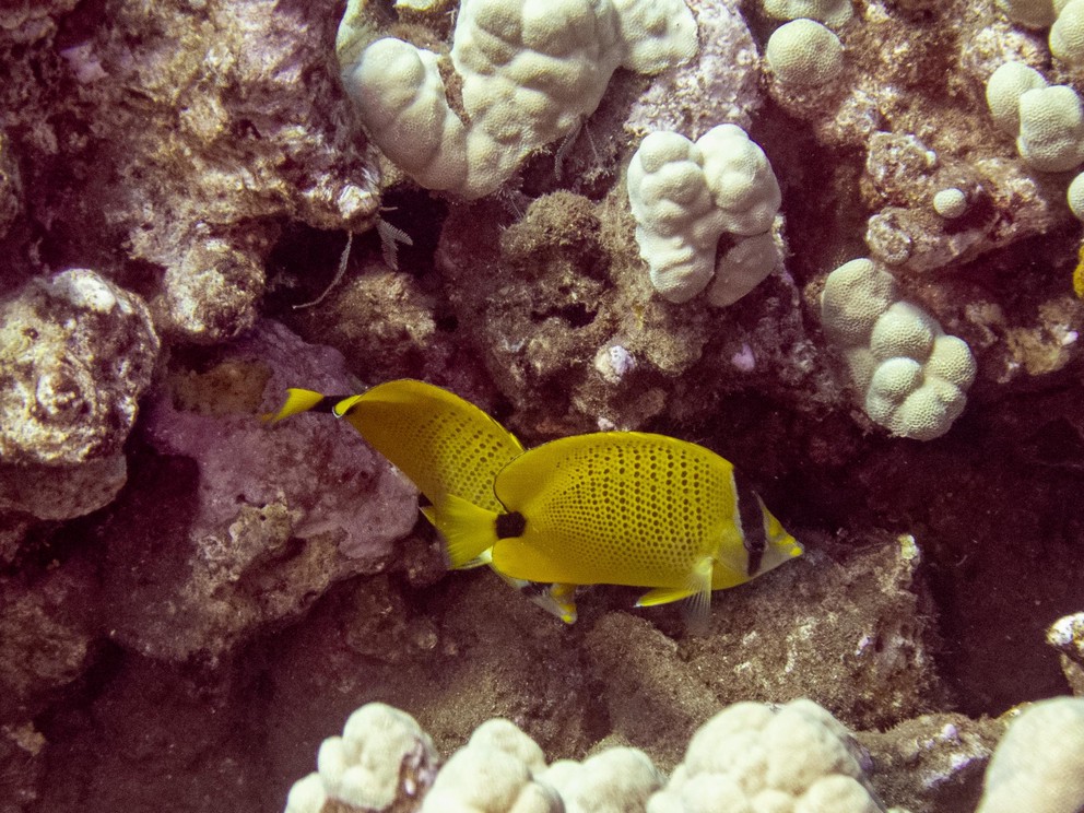 two Milsteed Butterflyfish expore the reef