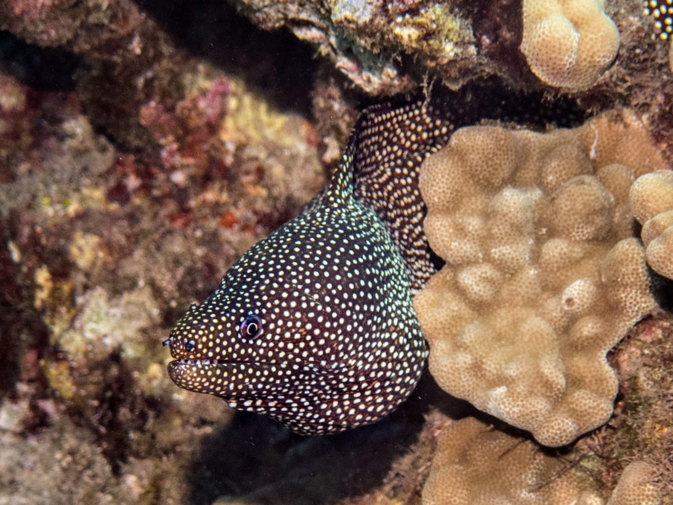 a close-up of a Turkey Moray Eel with a brown body and white polka dots emerging from a coral reef