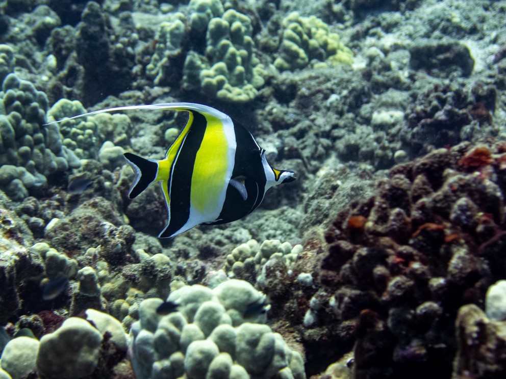 a Moorish idol
