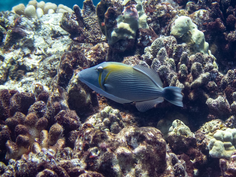 a Boomerang Triggerfish