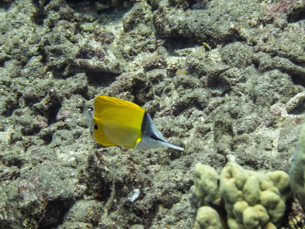 a Yellow longnose butterflyfish swims near the bottom, searching for something to eat