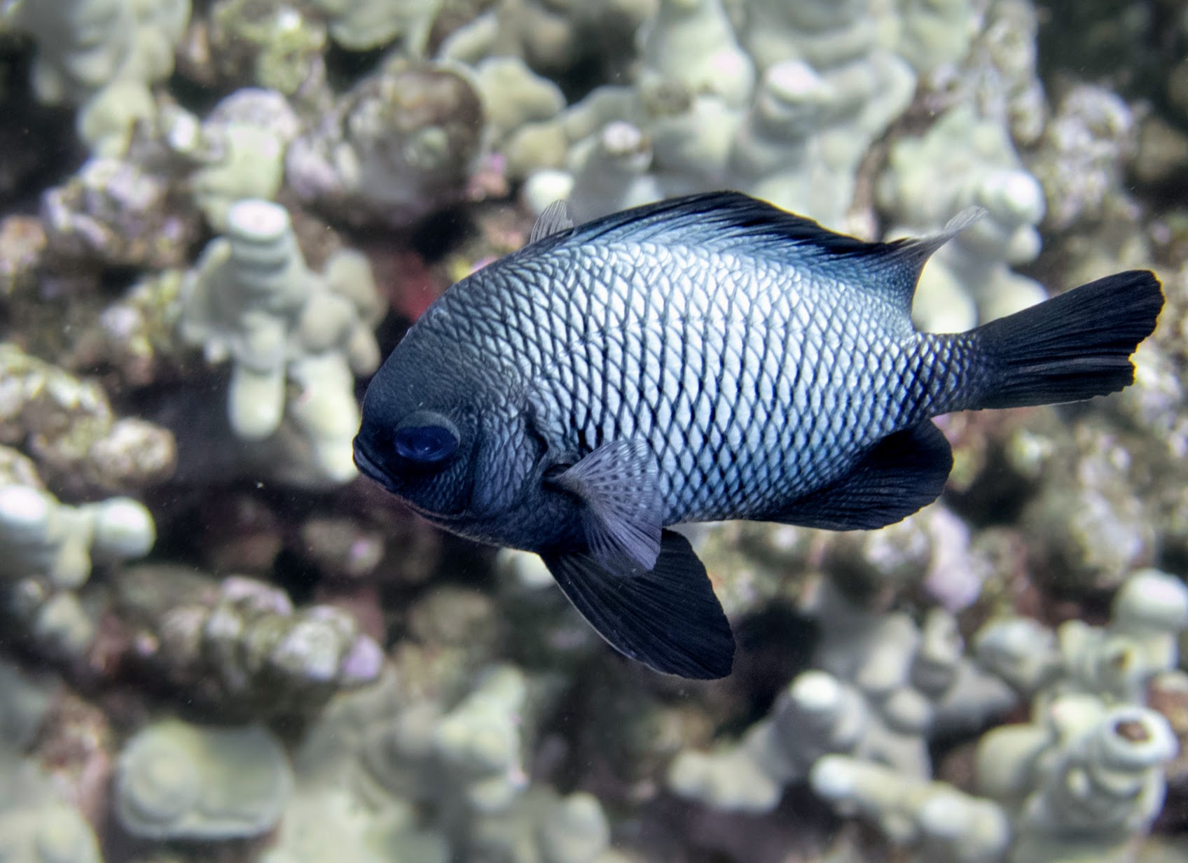 a Hawaiian Dascyllus swims above a coral reef