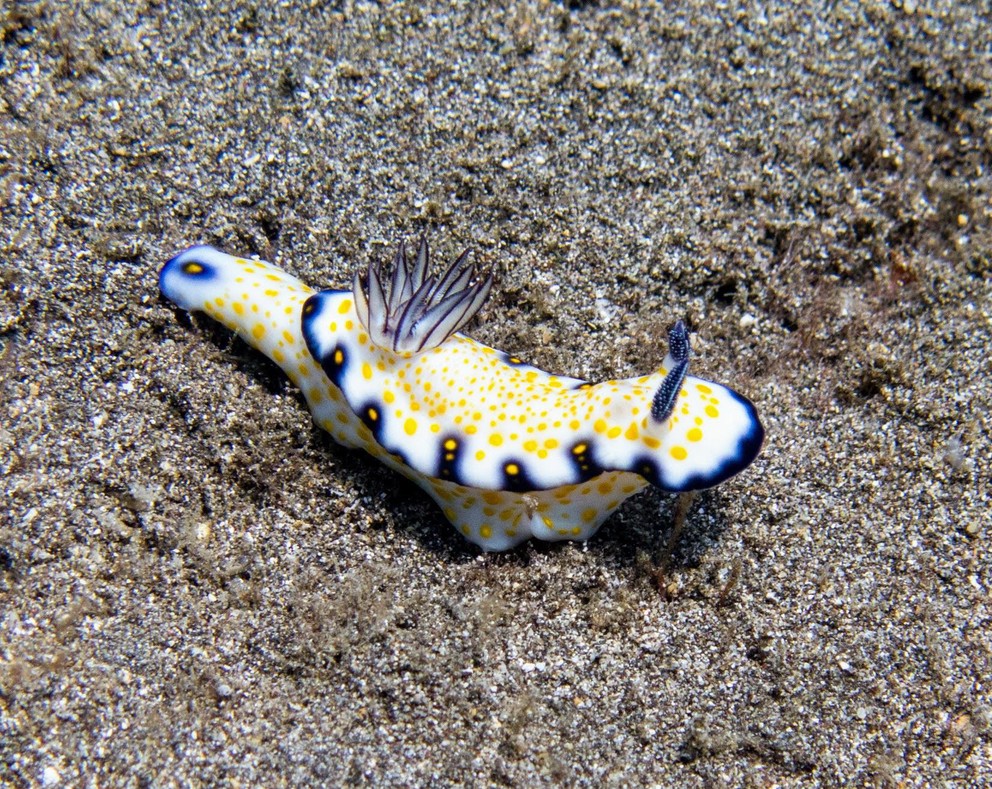 a stunning Imperial Nudibranch marches across the coral sands