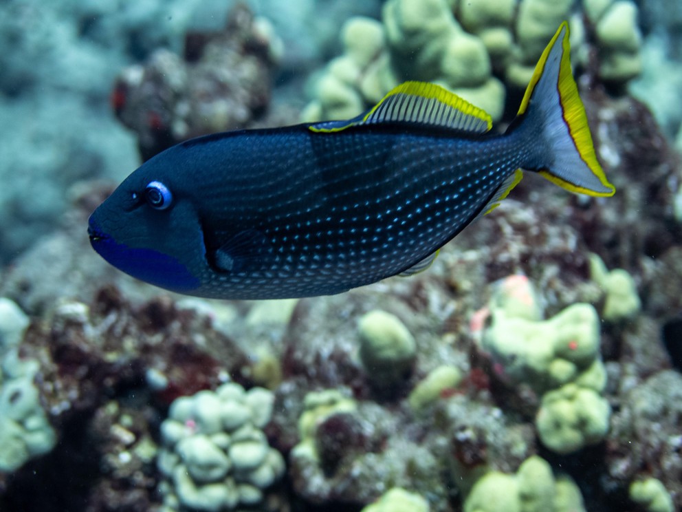 the side view of a male Gilded Triggerfish as it passes over the top of a coral reef