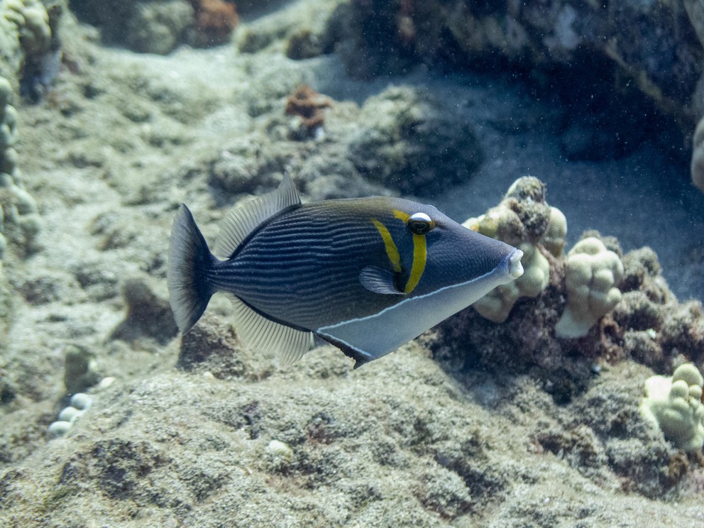 the side view of a Boomerang Triggerfish that just happens to be watching you