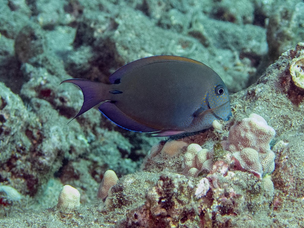 a side view of a lavendar tang