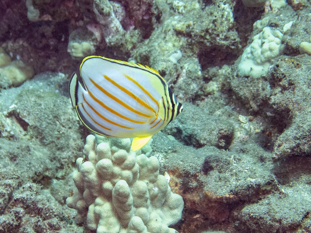 a side view of an ornate butterflyfish