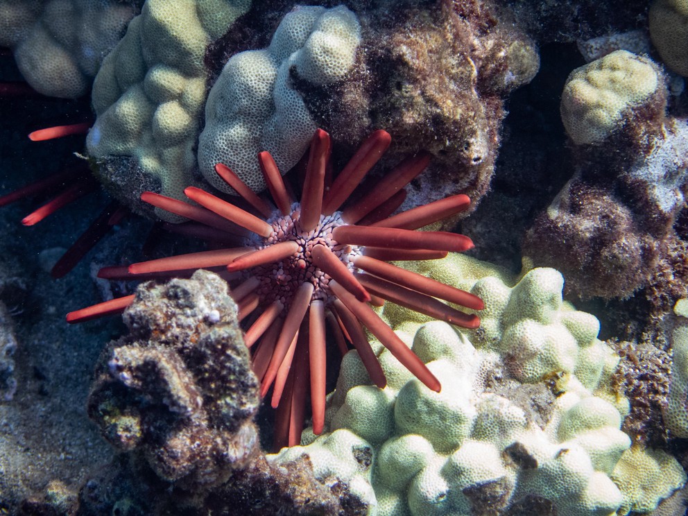 several red pencil urchins emerge from under coral formations