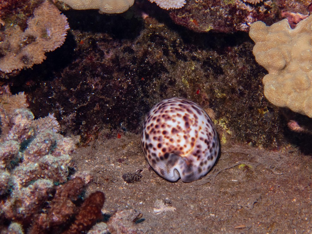 a Tiger Cowrie rests atop coral sands