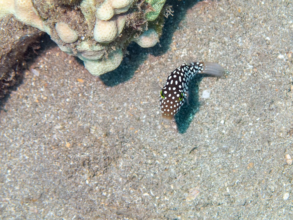 a Hawaiian Spotted Toby looks up at you from the coral sands