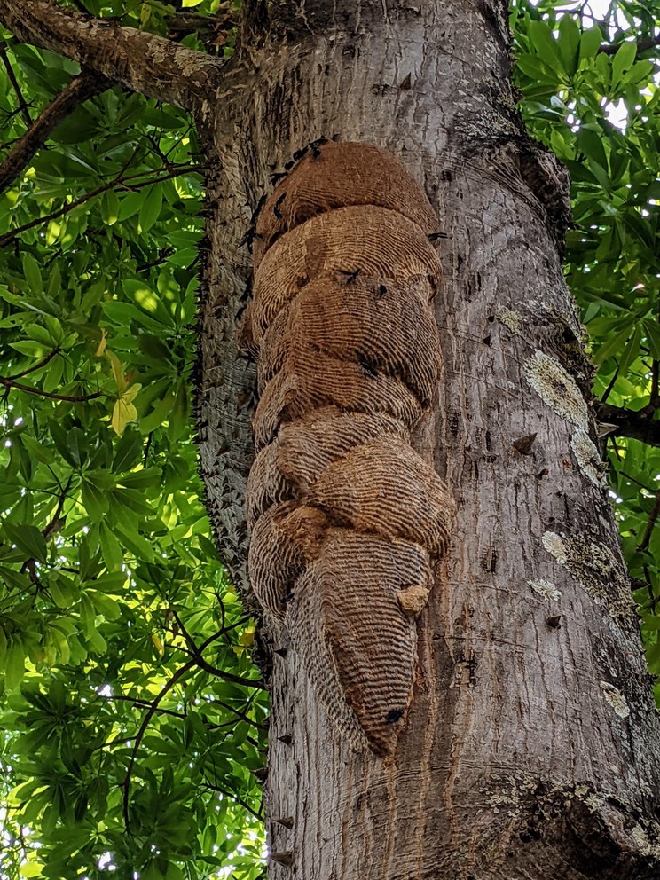 Wasp Nest