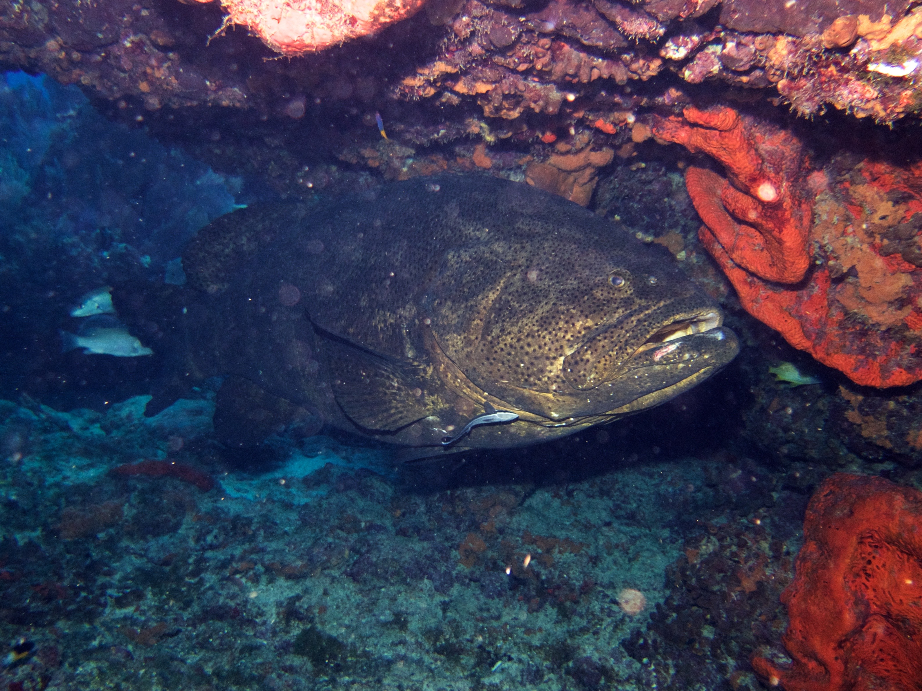 a huge goliath grouper rests under a rock ledge