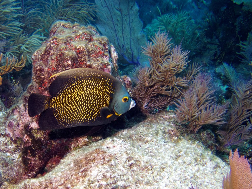 a French angelfish investigates some soft coral