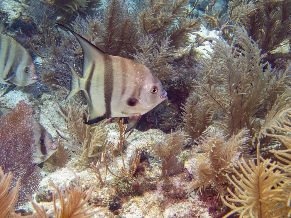 an Atlantic spadefish swims toward soft coral