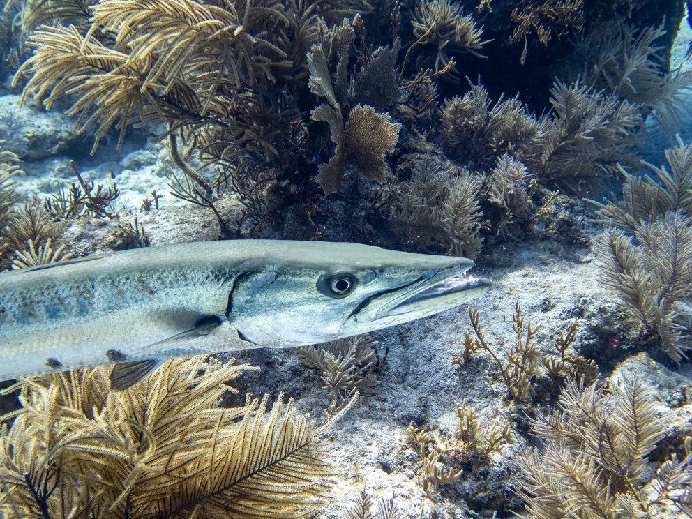 a barracuda shows off its front teeth as it swims among soft coral