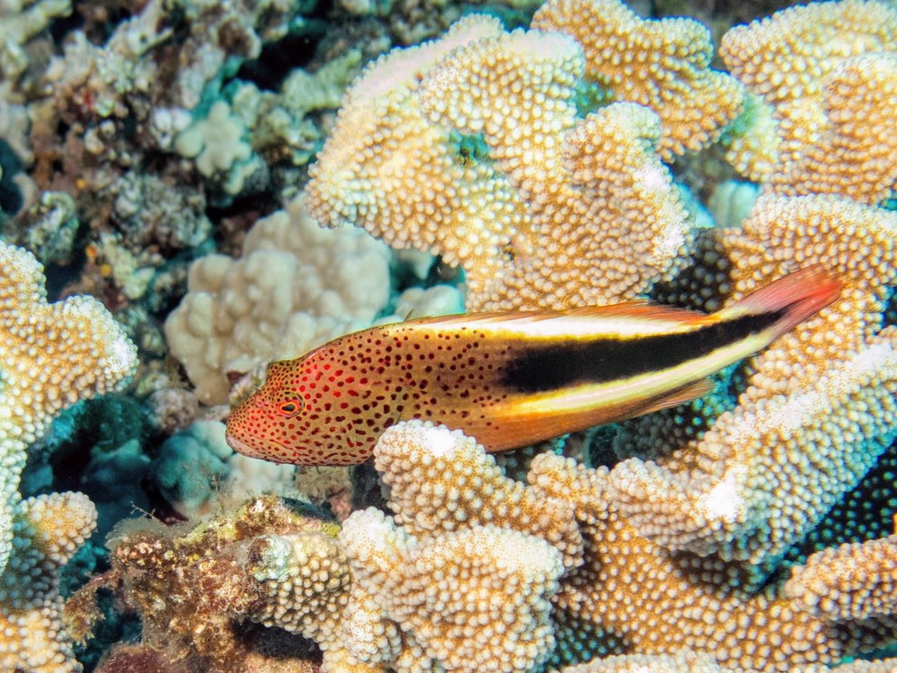 a birght Freckled Hawkfish stands out against the white and orange coral