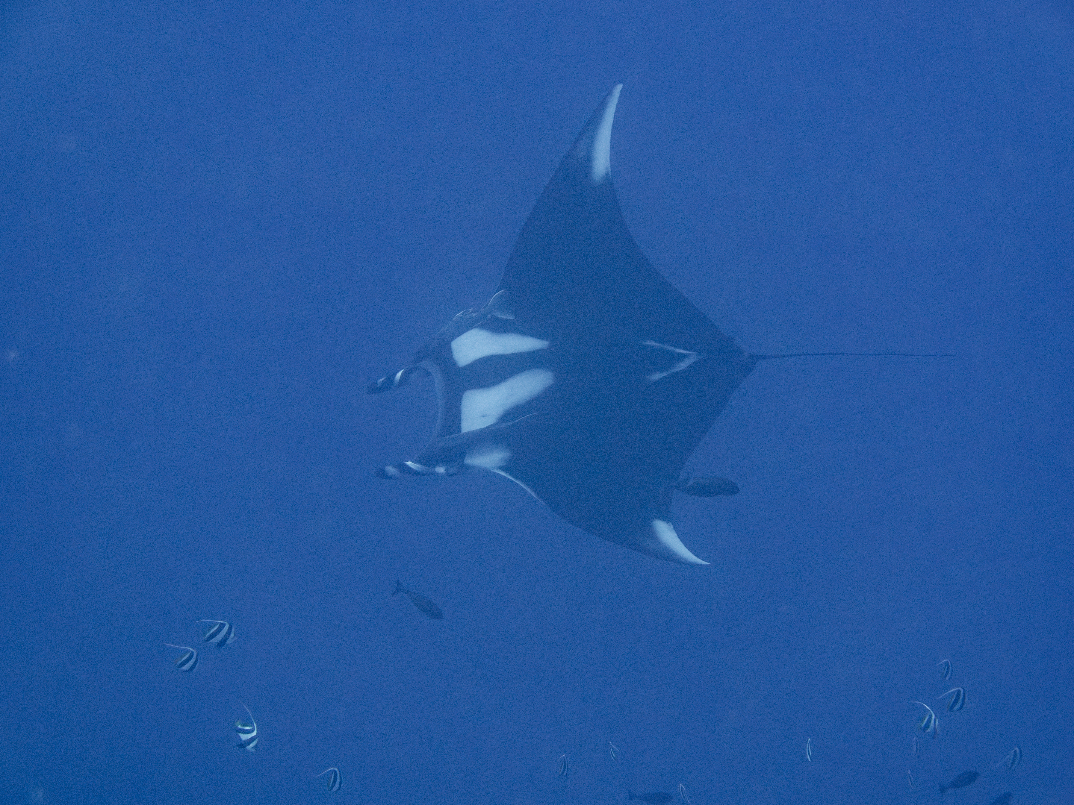 a Giant Oceanic Manta Ray flies by deep in the open ocean