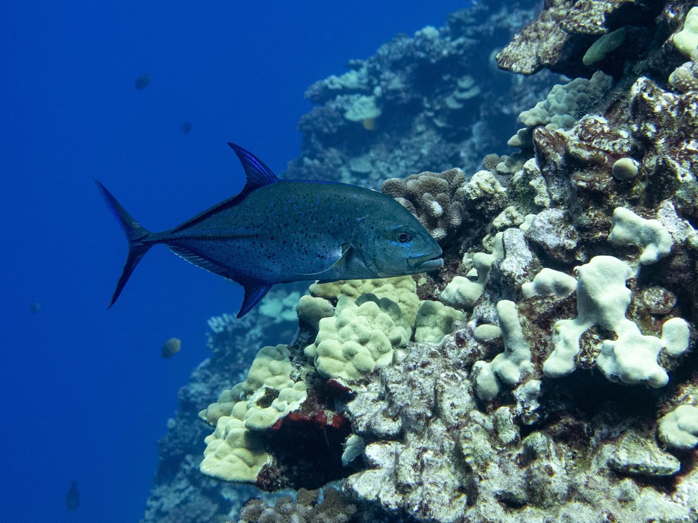 a bluefin trevally swims along the back wall of Molokini