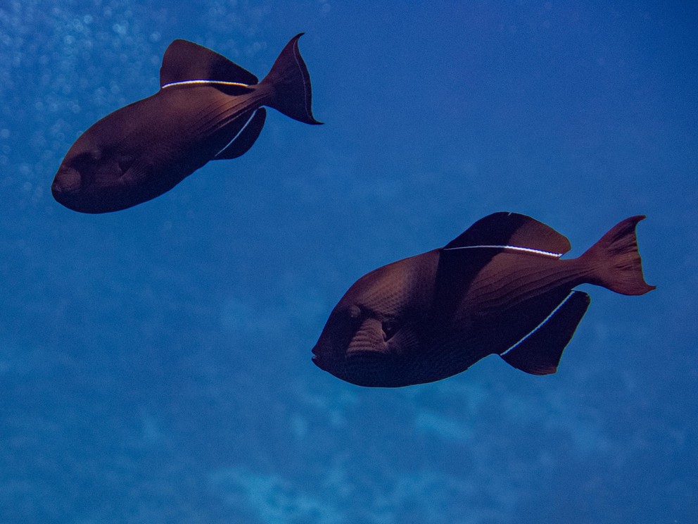 two black triggerfish swim above the reef