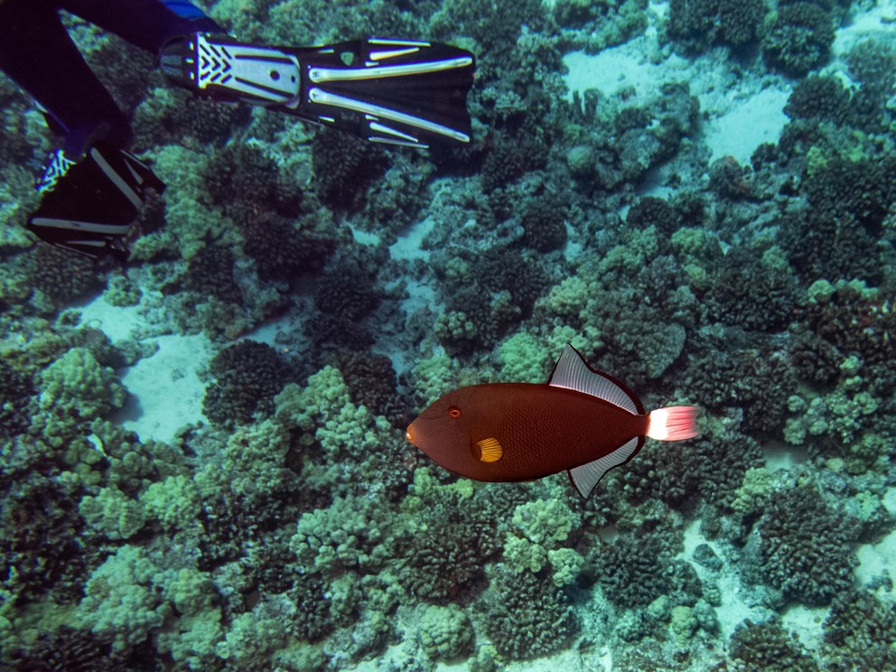 a pinktail triggerfish chases a scuba diver away from its territory