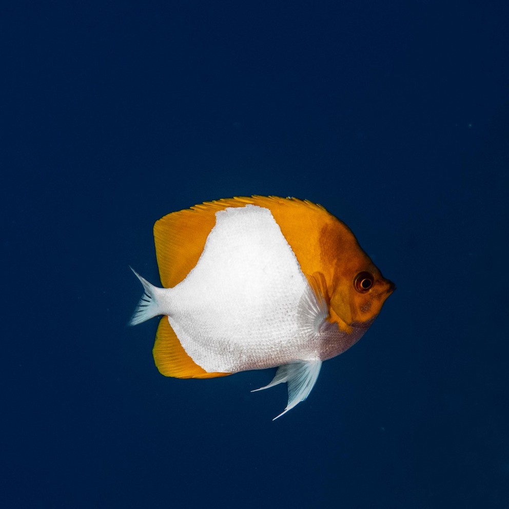 a side view of an orange and white pyramid butterflyfish