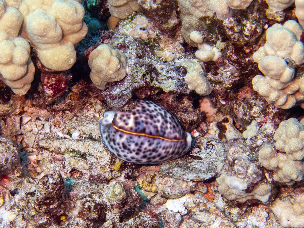 a tiger cowrie rests among coral formations
