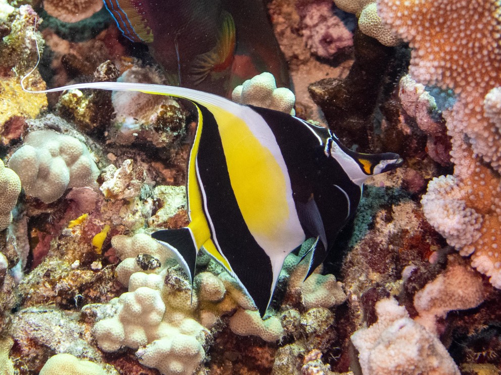 a moorish idol from the side as it searches for food among the coral reef