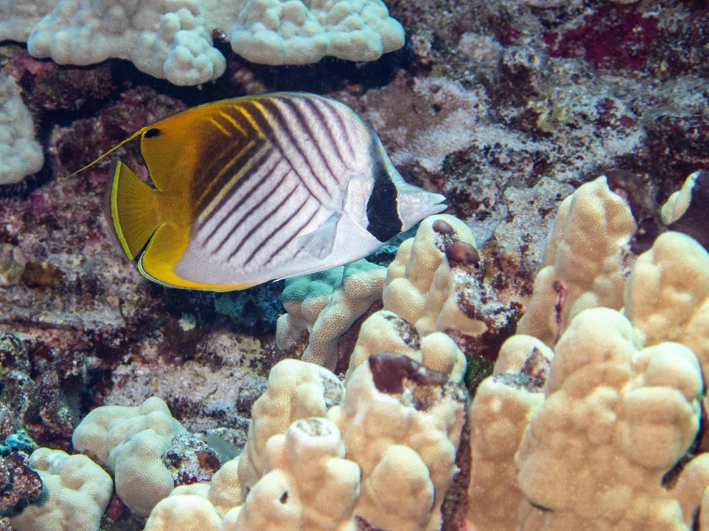 the side view of a threadfin butterflyfish swimming near a coral reef