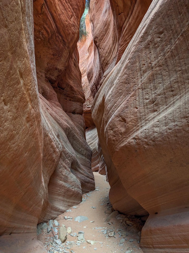 green desert plants reach down from the top of a sand-covered slot canyon