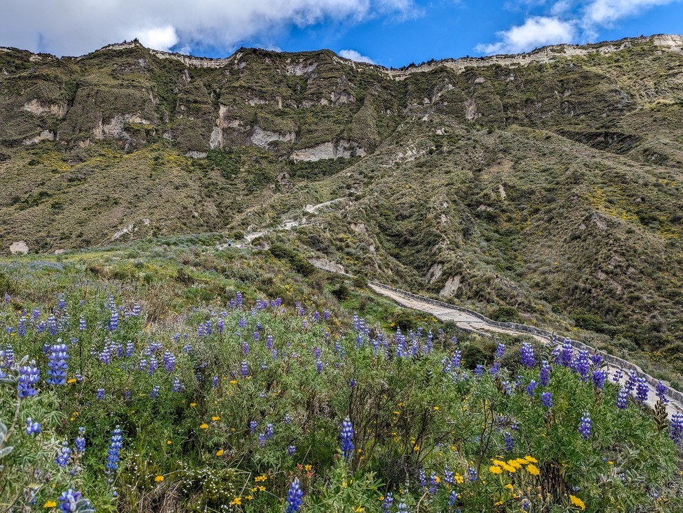 purple flowers almost hide a trail that winds up the side of a teep cliff