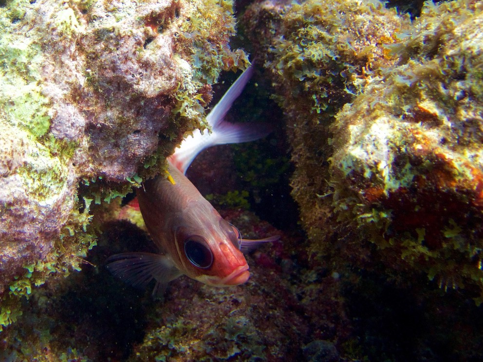a squirrelfish looks out from between two rocks with its huge eyes