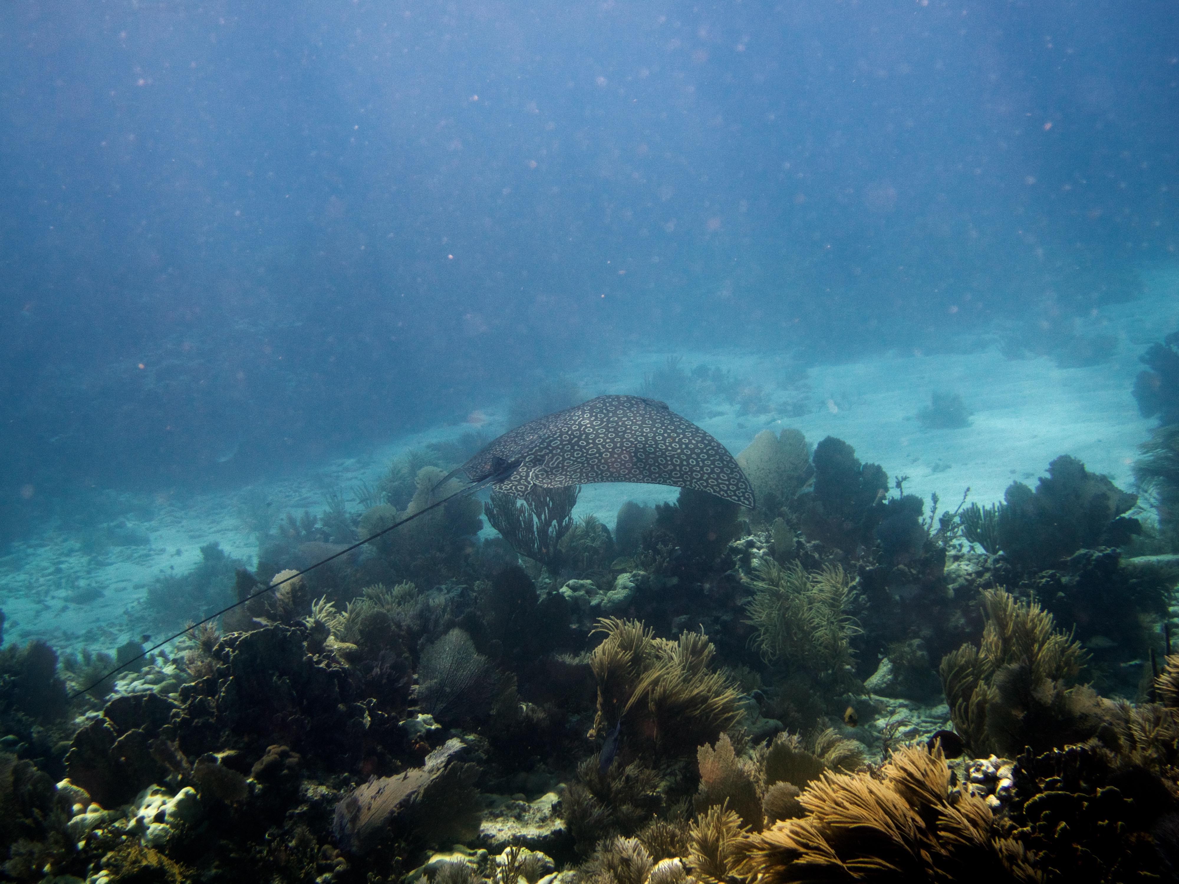 a spotted eagle ray flies across soft coral on its way out into the white sandy bottom