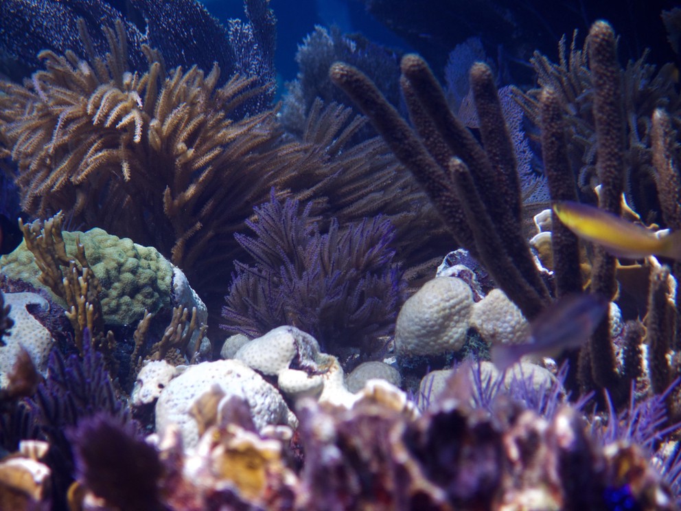 a vibrant coral scene from Molasses Reef