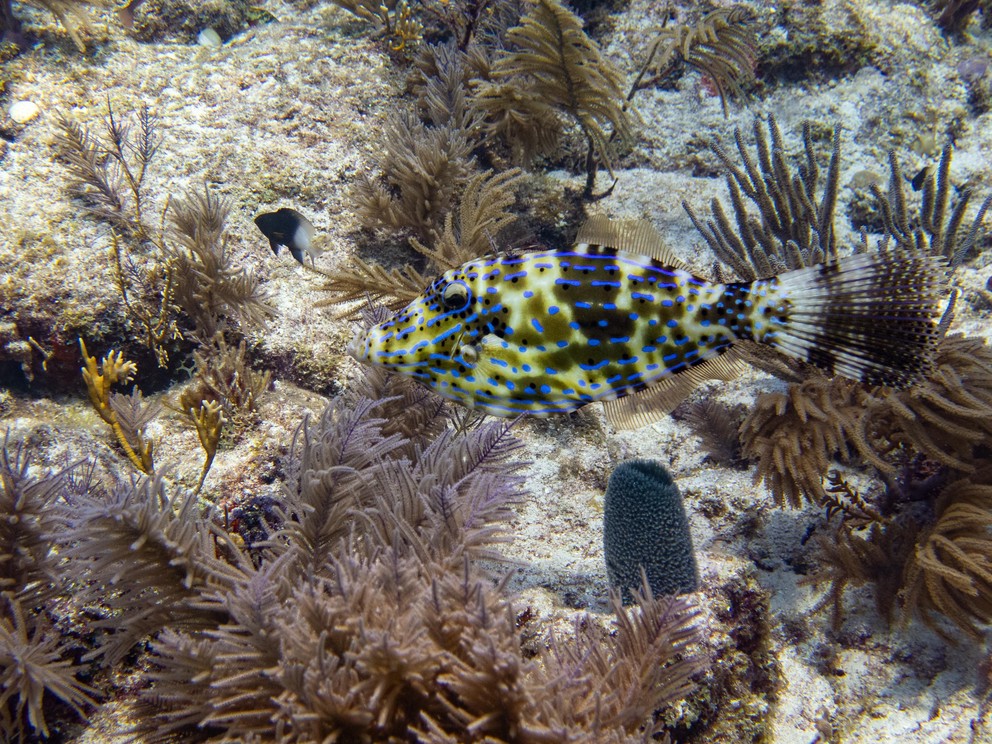 a scrawled filefish swims through soft coral