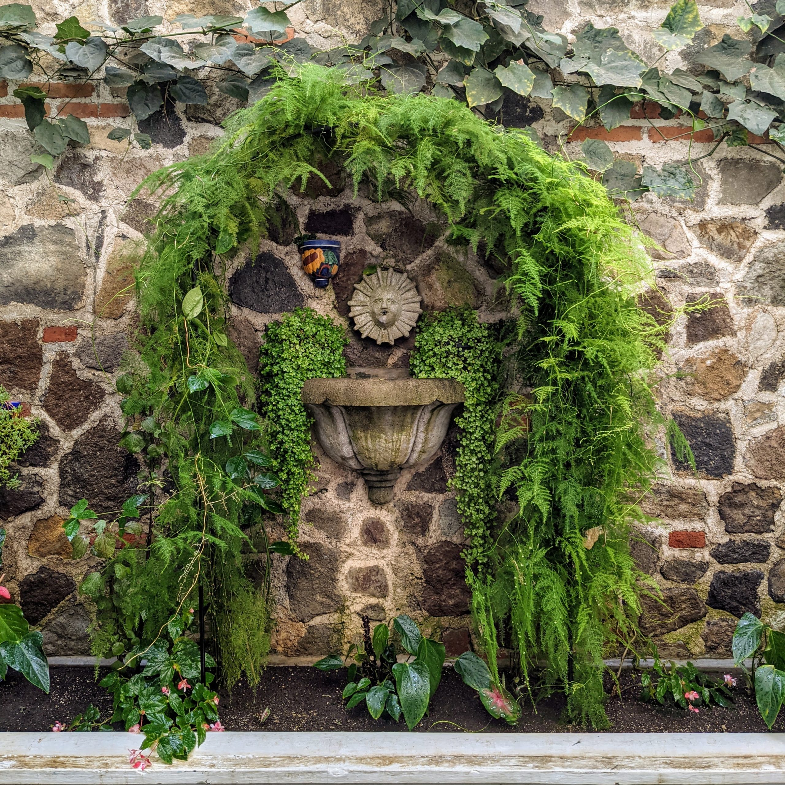 several types of green vines grow along a stone wall