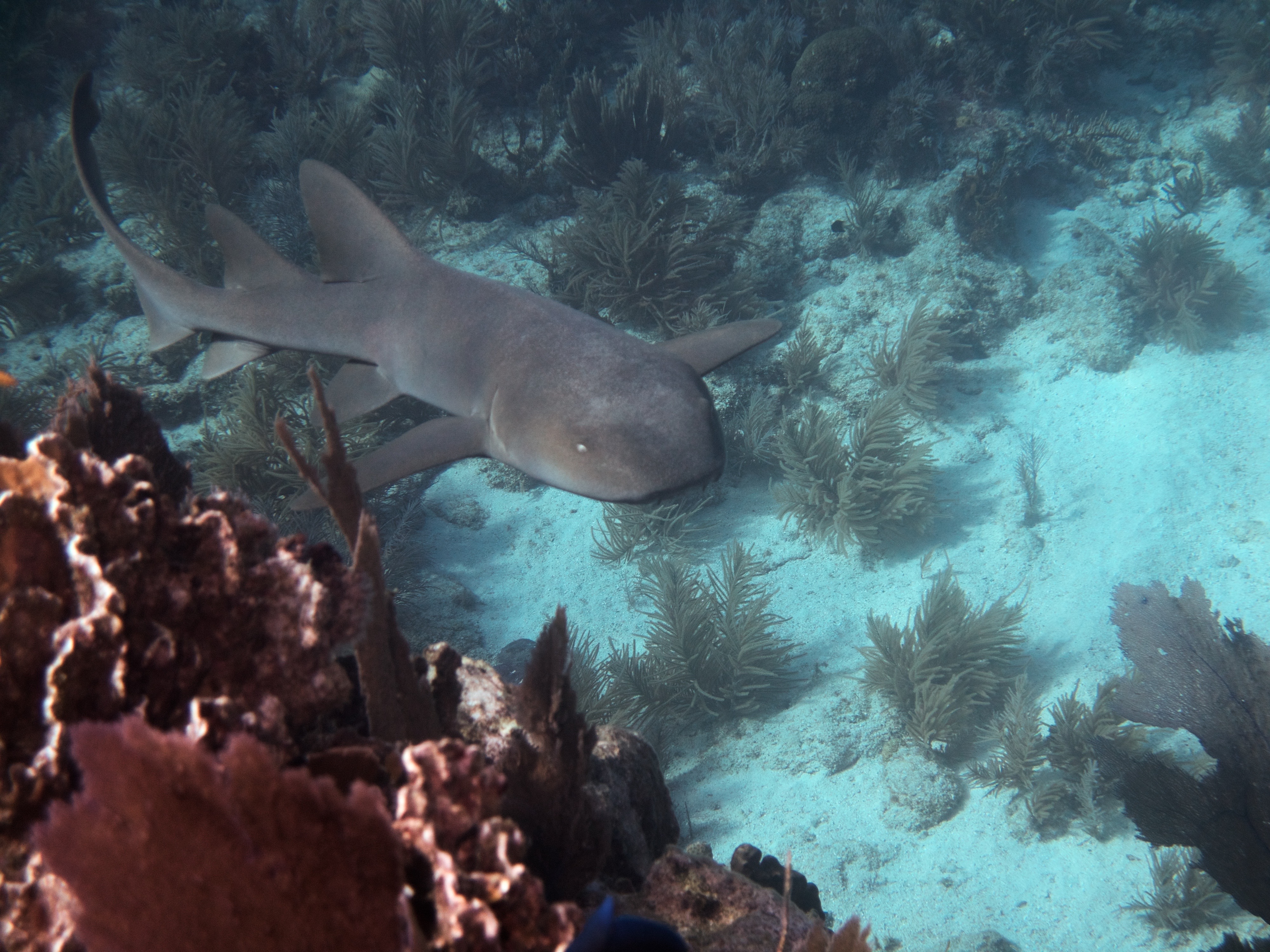 a nurse chark swims gently toward you along a coral reef