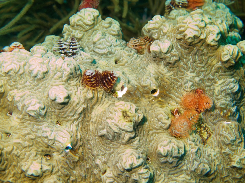 a knobby brain coral has multiple colors of christmas tree worms protuding out