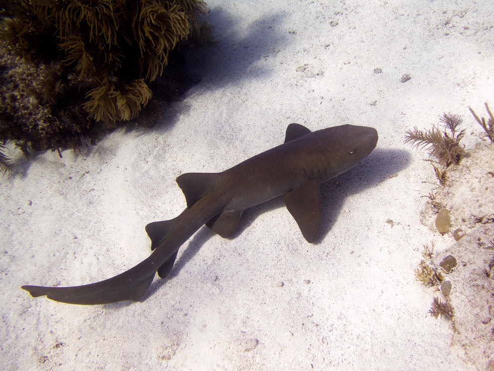 a nurse shark swims along the sandy bottom between mounds of coral