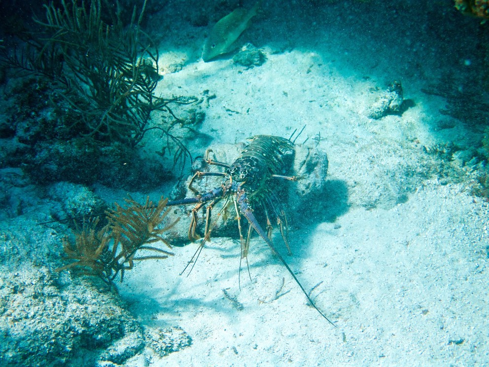 a lobster stretches out on a small rock near some soft coral