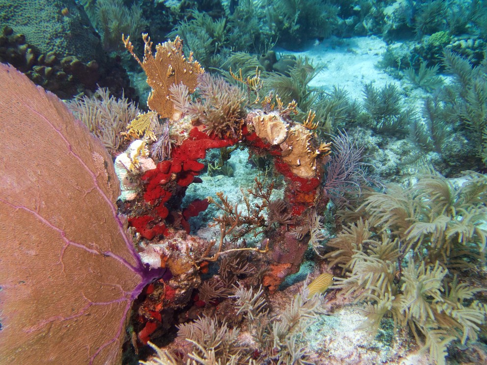 several types of coral have grown together into a formation that looks a lot like a Christmas Wreath
