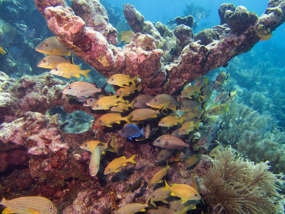 a blue tang takes shelter with a school of bluestriped grunts under the remains of what was once a grand elkhorn coral