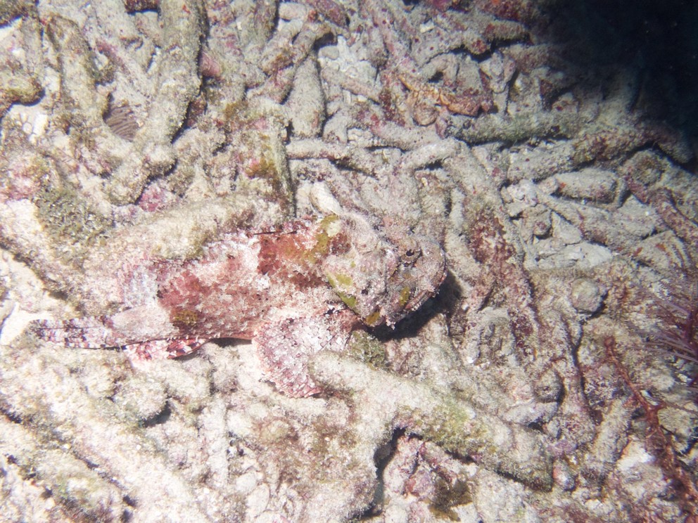 a scorpionfish lies still, camouflaged in a pile of broken pieces of staghorn coral