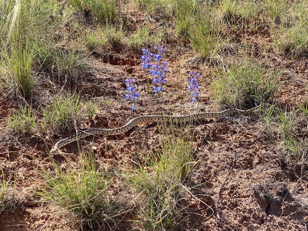 a gopher snake slithers through some wildflowers and grassy desert