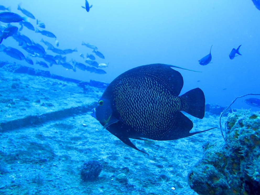 a French Angelfish swims above the desk of a sunken ship