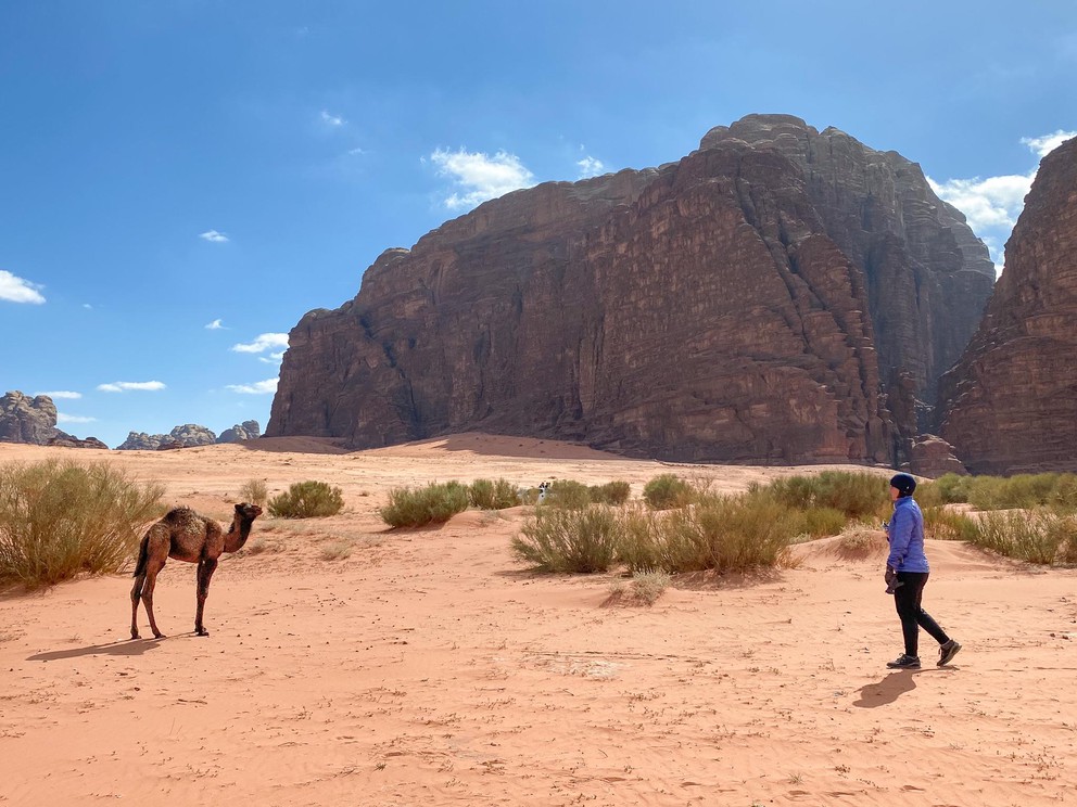 a woman attempts to approach a baby feral camel in the desert