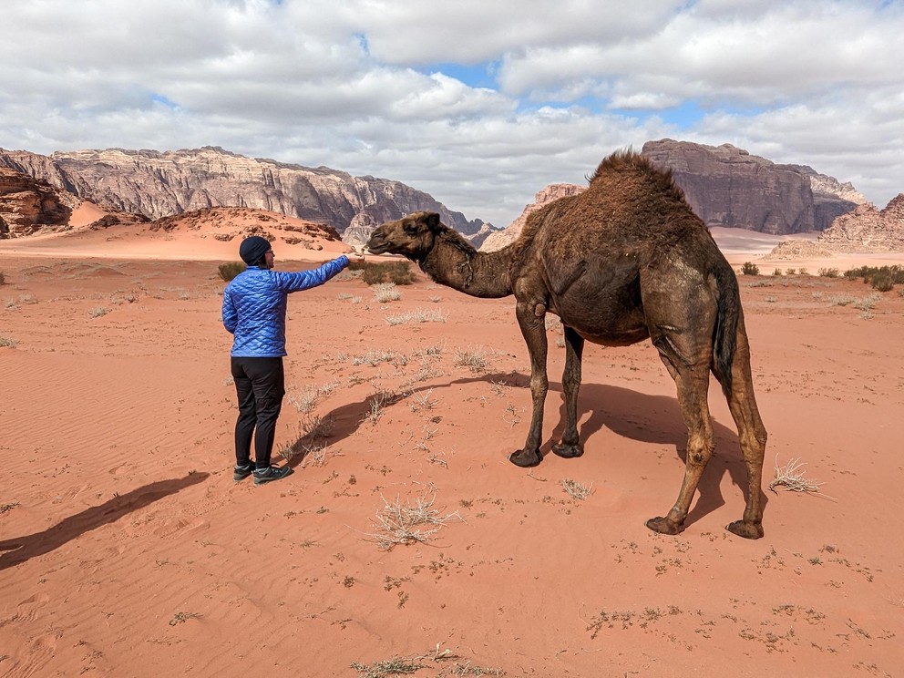 a woman feeds bread to a feral camel